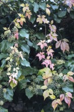 Wild Vine (Parthenocissus quinquefolia) in autumn leaves in front of ivy (Hedera helix), Speyer,