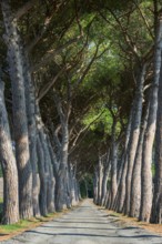 Pine avenue, road, path, avenue, pine tree (Pinus pinea), empty, nobody, idyllic, idyllic, travel,