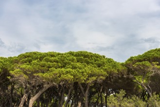 Pine (Pinus pinea), pine forest, pine tree, stone pine, tree, mediterranean, panorama, Italy,