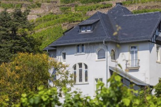 Villas in the vineyards, Radebeul Weinhänge, Radebeul, Saxony, Germany, Europe