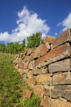 Dry stone walls in the vineyard, Radebeul vineyards, Radebeul, Saxony, Germany, Europe