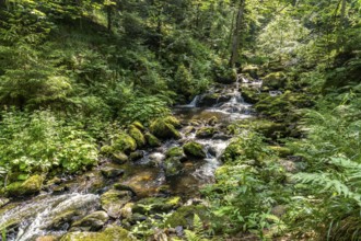 In the Ravenna Gorge near Breitnau, Black Forest, Baden-Württemberg, Germany, Europe