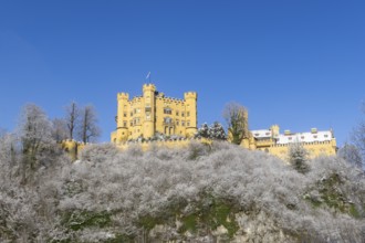 An imposing yellow castle sits on a snow-covered hill in front of an azure blue sky, Hohenschwangau