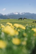 Dandelion in the Allgäu in front of the Alps and their beautiful mountains in Bavaria, Germany,