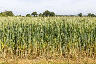 Side view of green wheat crop growing in arable field, Sutton, Suffolk, England, UK