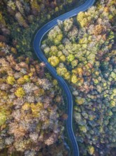 Winding country road through a forest with autumn-coloured trees, Swabian Alb in autumn. Aerial