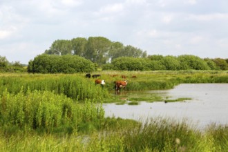 Cattle grazing Boyton marshes RSPB wetland, Boyton, Suffolk, England, UK