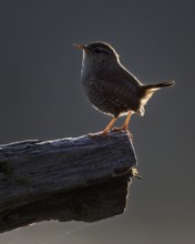 Wren (Troglodytes troglodytes) Snow king, blue hour, singing, mating, third smallest bird in