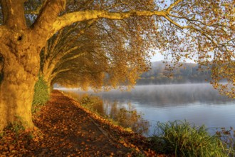 Autumn colours on the Platanen Allee, Hardenberg Ufer, lakeside path on Lake Baldeney, near Haus