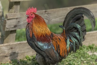 Cock in a farm in the countryside. Lower Rhine, Alsace, France, Europe