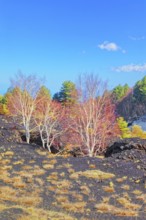 Birch trees (Betula aetnensis) sprouting and coming out of volcanic ground, Etna, Sicily, Italy,