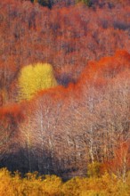 Etna National Park forest, Etna, Sicily, Italy, Europe