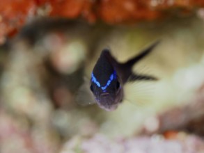 A fish with blue stripes, Mediterranean monkfish (Chromis chromis) juvenile, swimming directly