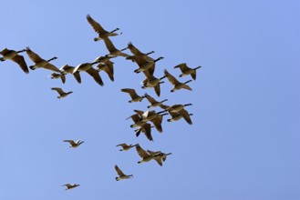 Wild geese in flight, Canada goose (Branta canadensis), blue sky, North Sea, Norddeich, Lower