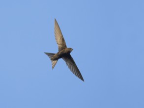 Common swift (Apus apus), adult bird in flight, against a blue sky, Hesse, Germany, Europe