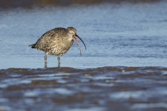 Eurasian curlew (Numenius arquata) adult bird feeding on a coastline, Norfolk, England, United