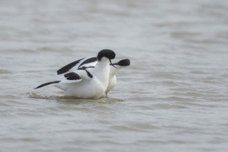 Pied avocet (Recurvirostra avosetta) two adult wading birds courting in a shallow lagoon in the