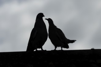 Wood pigeon (Columba palumbus) silhouette of two birds a juvenile baby cobb asking for food from an