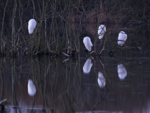 Little Egrets (Egretta gazetta), roosting in bushes, in the middle of a lake, with their heads