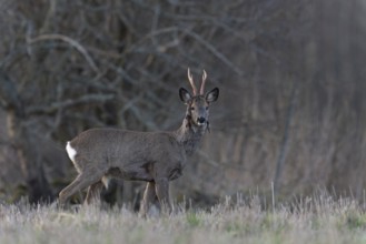 Strong roebuck (Capreolus capreolus), Sweden, Europe