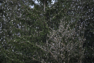 Bramblings (Fringilla montifringilla), flock, gathering near roost, Oberaargau, Canton Bern,