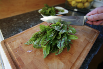 Swabian cuisine, preparation of Pfitzauf with sorrel sauce, vegetarian, sorrel on wooden board,