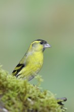 Siskin (Carduelis spinus), male sitting on moss, mossy ground, Wilnsdorf, North Rhine-Westphalia,