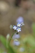 Field forget-me-not, Field forget-me-not (Myosotis arvensis), flowers, on a wild field, macro