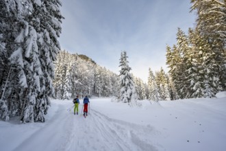 Two ski tourers in a snowy forest, ascent to Simetsberg, Estergebirge, Bavarian Prealps, Bavaria