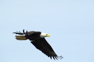 A bald eagle flies dynamically through the blue sky, National Park, Khutzeymateen Grizzly Bear