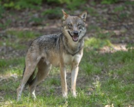 Wolf (Canis lupus) standing in a clearing in the forest and looking attentively, captive, Bavarian