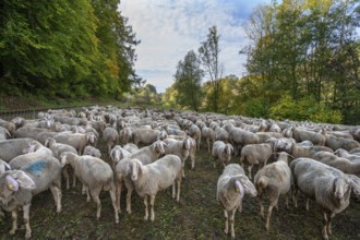 Fenced flock of sheep in a valley in Franconian Switzerland, Upper Franconia, Bavaria, Germany,