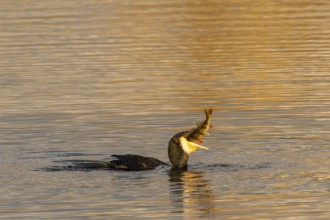 A cormorant in the water holding a fish in its beak, Cormorant, (Phalacrocorax carbo), wildlife,