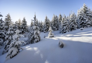 Snowy winter forest, Ascent to the Teufelstättkopf, Snowy mountain landscape, Ammergau Alps,