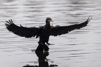 A cormorant appears to be balancing over water, its wings spread wide, Cormorant, (Phalacrocorax