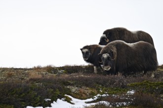 Group of musk oxen (Ovibos moschatus) with young standing in the autumn tundra on a ridge,