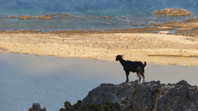 A goat stands on a cliff overlooking the blue sea, sheep (e) or goat (n), ovis, caprae, Crete,