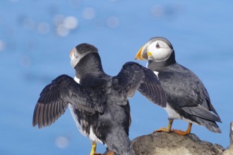 Two puffins on a rock by the sea, Hornöya, Vardö, Finnmark, Norway, Europe