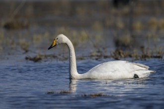 Whooper Swan, Sweden, Europe