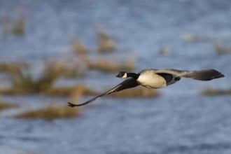 Canada goose, Sweden, Europe