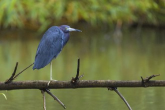 Great Blue Heron (Egretta caerulea), Heron (Ardeidae), Sierpe, Puentarenas, Costa Rica, Central