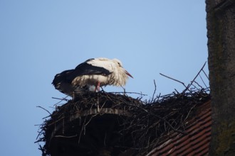 White stork on its nest, winter, Bavaria, Germany, Europe