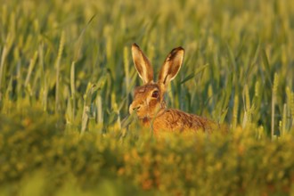 European brown hare (Lepus europaeus) adult animal in a farmland cereal crop in summer, England,