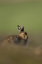 Mountain hare (Lepus timidus) adult animal in its summer coat resting on a hillside, Cairngorm