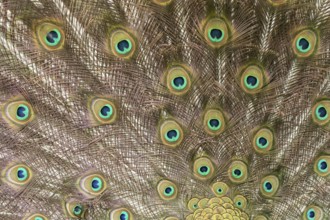 Indian peafowl or Peacock (Pavo cristatus) adult male bird displaying close up of its tail