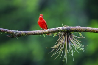 Summer cardinal (Piranga rubra), tanager (Thraupidae), Alajuela, Costa Rica, Central America