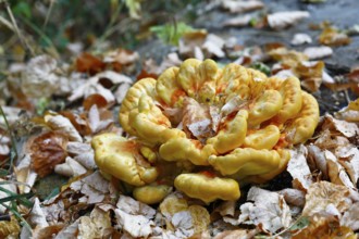 Sulphur polypore (Laetiporus sulphureus), autumn atmosphere in the biosphere reserve, Middle Elbe