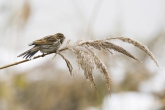 A reed bunting (Emberiza schoeniclus), female, sitting on a reed in a quiet, natural landscape,