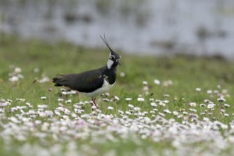 Lapwing (Vanellus vanellus) in a flower meadow, Lower Rhine, North Rhine-Westphalia, Germany,