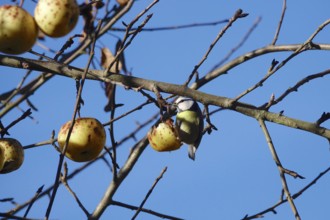 Blue tit on an apple tree in winter, Bavaria, Germany, Europe